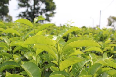 Çay yaprağı çekimlerinin yakın görüntüsü