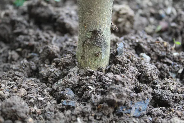 Kuru toprağı tek bir sandıkla kapat.