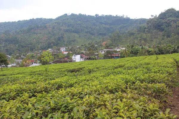 Arka planda yeşil tepe olan çay çiftliği.