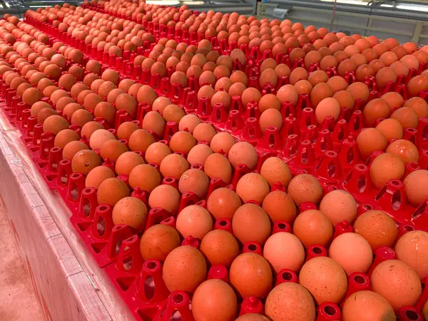 Kırmızı plastik yumurta tepsisinde satılık tavuk yumurtaları.