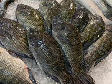 Mujair balığı ya da tilapia balığı, buz süpermarketinde.
