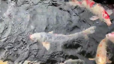 Koi balığı grubu gölde yüzüyor, siyah arka planda. Su yüzeye sıçrar