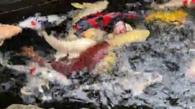 Koi balığı grubu gölde yüzüyor, siyah arka planda. Aç balıklar yemek için savaşıyor.