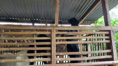 Geleneksel bambu kafesinde iki keçi