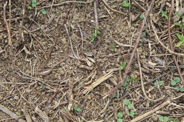 Kahverengi toprak yüzeyinde kuru çimenler, düz uzanmış