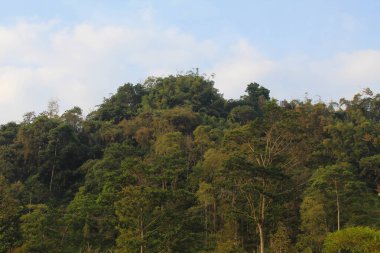 Ağaçlı ve bulutlu yeşil tepe