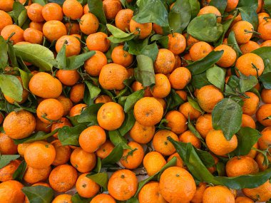 Süpermarketteki santang portakalları ya da mandalina yığınları