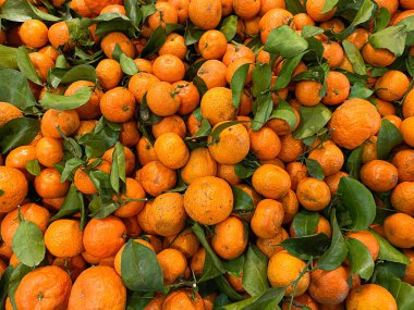 Süpermarketteki santang portakalları ya da mandalina yığınları