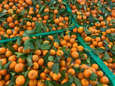 Santang portakalları ya da mandalinalar süpermarketin yeşil kutusunda.