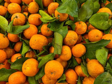 Süpermarket tezgahındaki santang portakalları ya da shantang mandalinaları yığını, üst görünüm ya da düz yatış