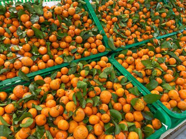 Santang portakalları ya da mandalinalar süpermarketin yeşil kutusunda.