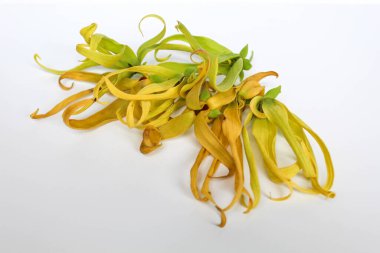 Beyaz arka planda izole edilmiş ylang ylang çiçeği