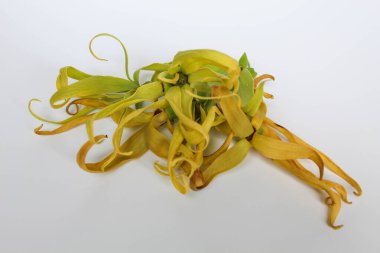 Beyaz arka planda izole edilmiş ylang ylang çiçeği