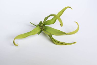 Bir ylang ylang çiçeği, beyaz arka planda izole edilmiş.