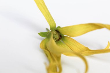 Bir ylang ylang çiçeği, beyaz arka planda izole edilmiş.