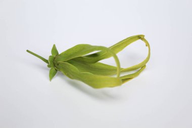 Bir ylang ylang çiçeği, beyaz arka planda izole edilmiş.