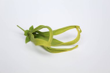 Bir ylang ylang çiçeği, beyaz arka planda izole edilmiş.
