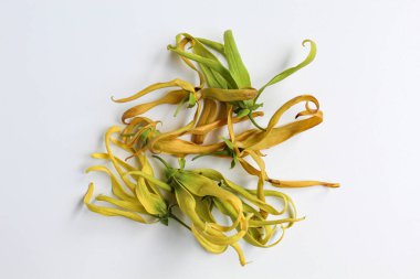 Beyaz arka planda izole edilmiş ylang ylang çiçeği