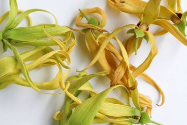 Beyaz arka planda izole edilmiş ylang ylang çiçeği