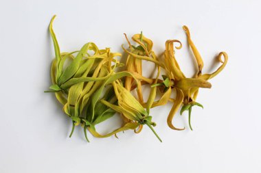 Beyaz arka planda izole edilmiş ylang ylang çiçeği