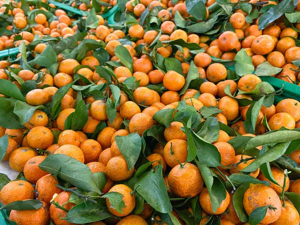 Santang portakalları ya da mandalinalar süpermarketin yeşil kutusunda.