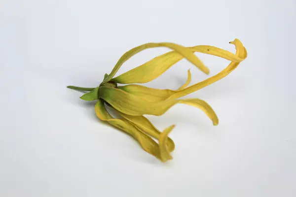 Bir ylang ylang çiçeği, beyaz arka planda izole edilmiş.