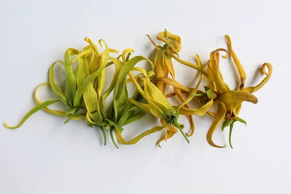 Beyaz arka planda izole edilmiş ylang ylang çiçeği