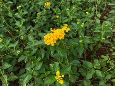 Lantana Camara bitkisi, sarı çiçek ve yeşil yapraklar, üst manzara.