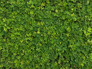 Arachis pintoi, yeşil yapraklar tam kaplama arka plan
