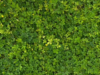Arachis pintoi, yeşil yapraklar tam kaplama arka plan