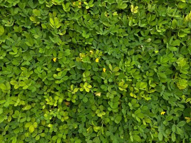 Arachis pintoi, yeşil yapraklar tam kaplama arka plan