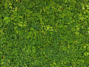 Arachis pintoi, yeşil yapraklar tam kaplama arka plan