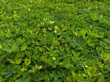 Arachis pintoi, yeşil yapraklar tam kaplama arka plan