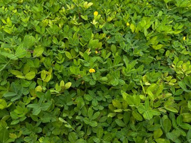 Arachis pintoi, yeşil yapraklar tam kaplama arka plan