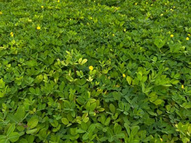 Arachis pintoi, yeşil yapraklar tam kaplama arka plan