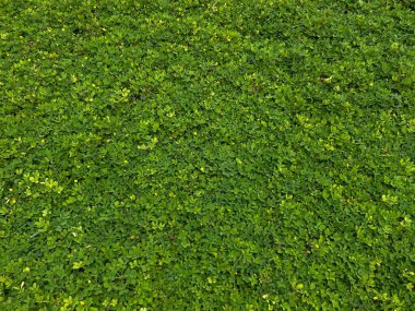 Arachis pintoi, yeşil yapraklar tam kaplama arka plan