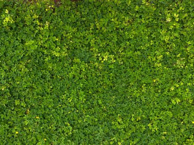 Arachis pintoi, yeşil yapraklar tam kaplama arka plan