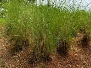 Uzun çimenler Kahverengi toprakta yeni bir büyüme