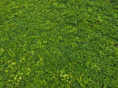 Arachis pintoi, yeşil yapraklar tam kaplama arka plan
