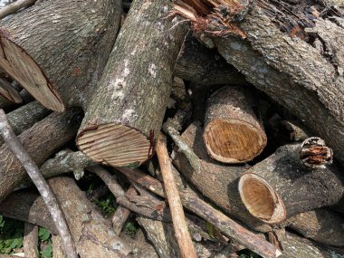 Odun yığını, ağaç dalı ya da dal.