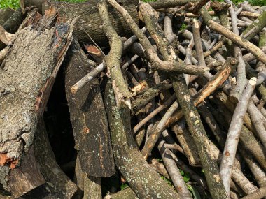 Odun yığını, ağaç dalı ya da dal.