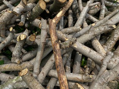 Odun yığını, ağaç dalı ya da dal.