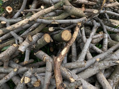 Odun yığını, ağaç dalı ya da dal.