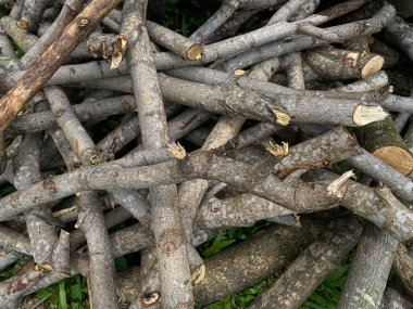 Odun yığını, ağaç dalı ya da dal.