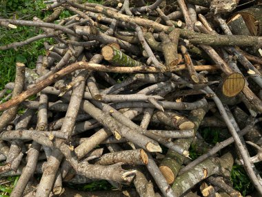 Yığınla ağaç kesiği ya da yeşil çimlerin üzerindeki dallar