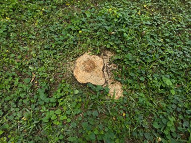 Ağaç kütükleri yeşil çimlerin etrafında, üst manzara