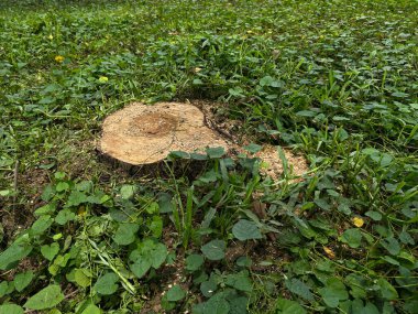 Yeşil çimlerin etrafında ağaç kütükleri