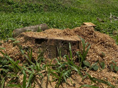 Ağaç kırıntıları ve yeşil çimlerin etrafındaki ağaç kütükleri. Kalan günlük kaydı