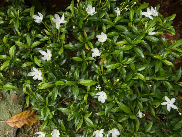 Yasemin ya da tabernaemontana divaricata ya da milkwood çiçeği bitkisi, her zaman yeşil yaprak çalısı, üst görünüm