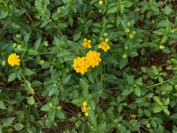 Lantana Camara bitkisi, sarı çiçek ve yeşil yapraklar, üst manzara.